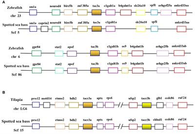 TAC3 Gene Products Regulate Brain and Digestive System Gene Expression in the Spotted Sea Bass (Lateolabrax maculatus)